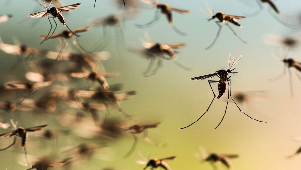 Los mosquitos pueden interrumpir en el hogar por diversos motivos&nbsp;
