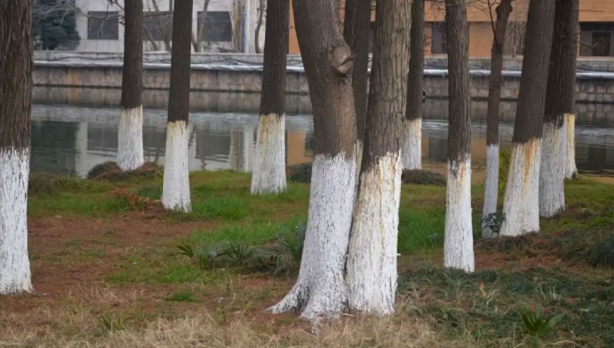 Qué significa ver árboles con el tronco pintado de blanco: para qué sirve