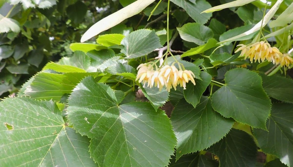 Este árbol es conocido por sus propiedades calmantes. Este árbol es conocido por sus propiedades calmantes.