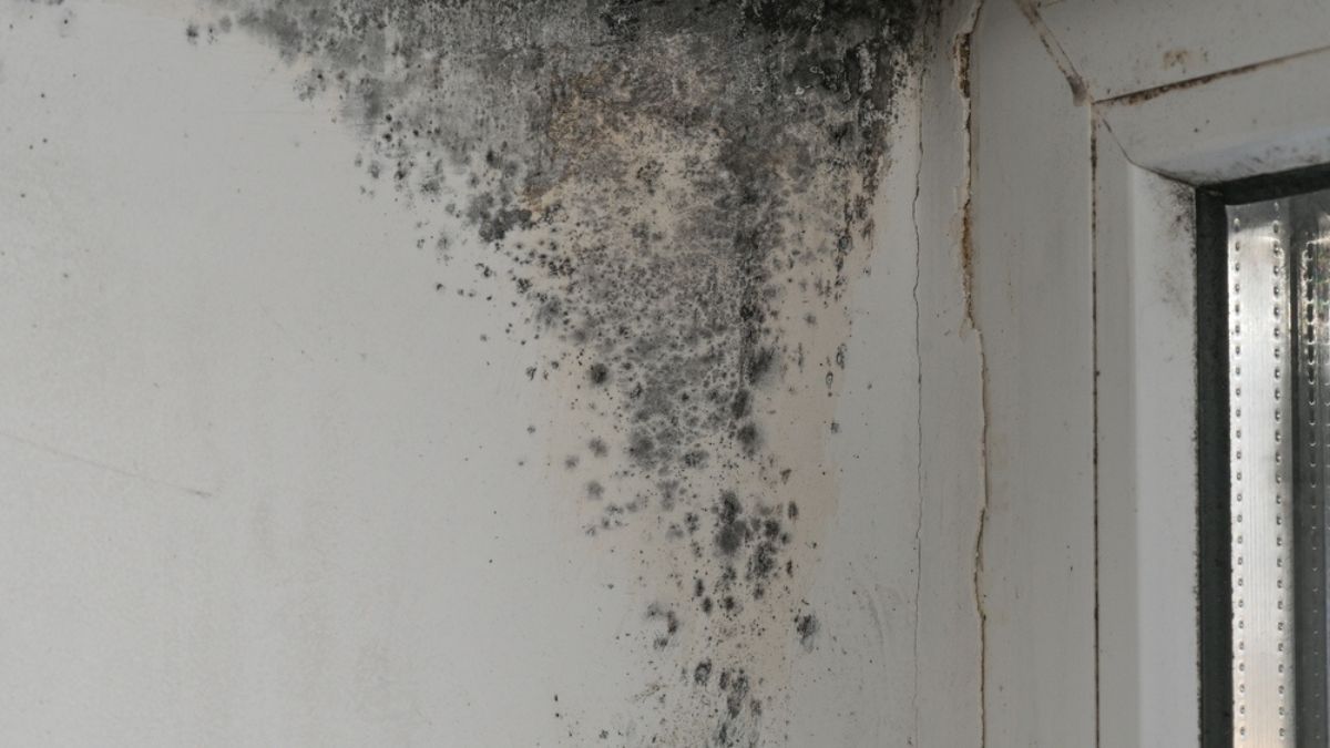 Ponele fin a la humedad del baño gracias a esta planta.