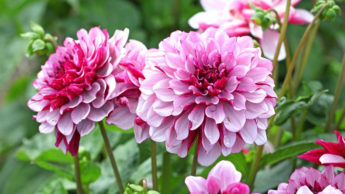 El truco para que la dalia florezca.