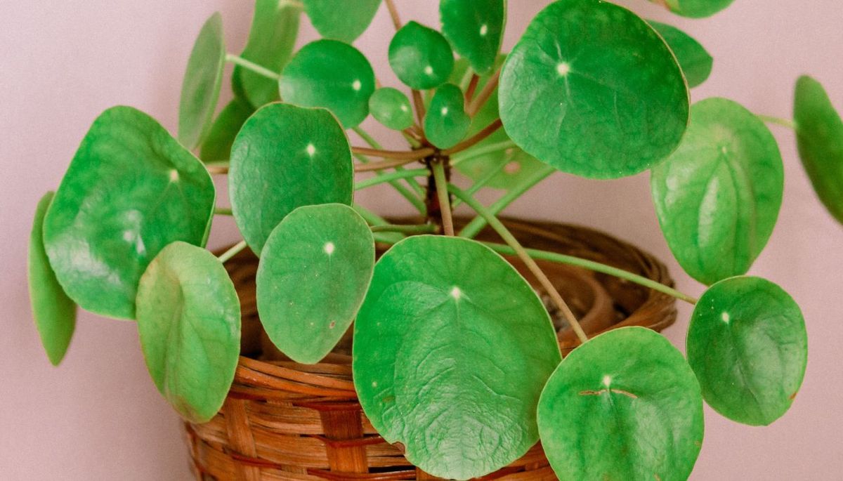 La planta del dinero china es una gran opción para incluir un toque verde en el hogar. Imagen: Pexels. La planta del dinero china es una gran opción para incluir un toque verde en el hogar. Imagen: Pexels.