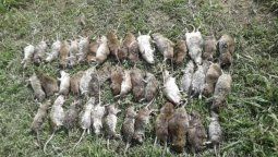 Falleció el trabajador que estaba internado con sospecha de hantavirus o leptospirosis
