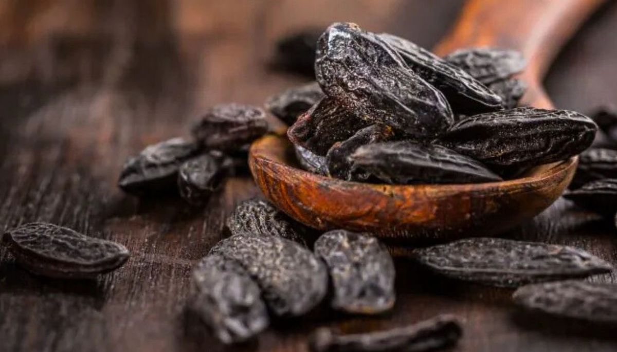 La haba tonka es la semilla del &aacute;rbol cumar&uacute;, cuyo nombre cient&iacute;fico es Dipteryx odorata.