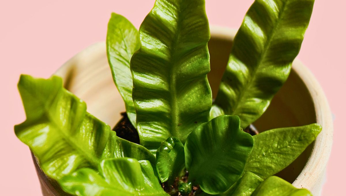 Una planta de hojas verdes y carnosas Una planta de hojas verdes y carnosas