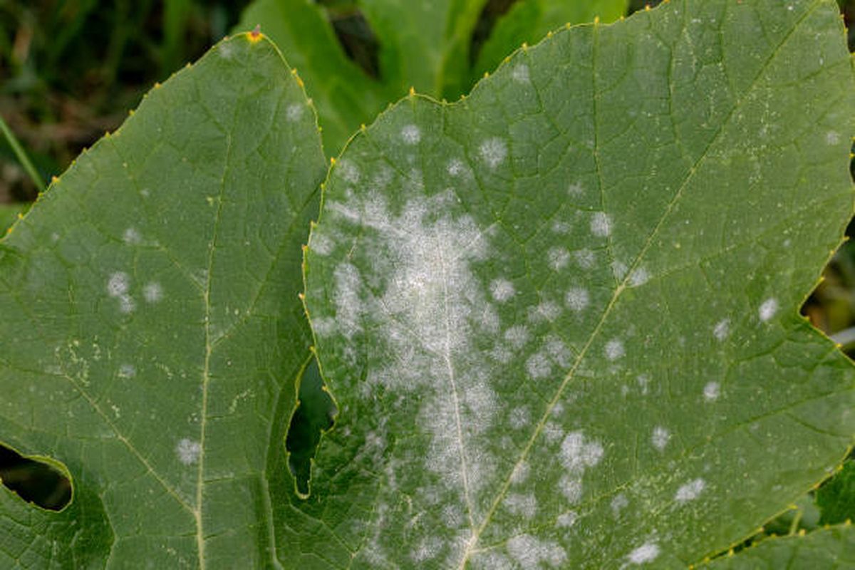 Este hongo afecta tanto a las plantas de interior como de jardín. Este hongo afecta tanto a las plantas de interior como de jardín.