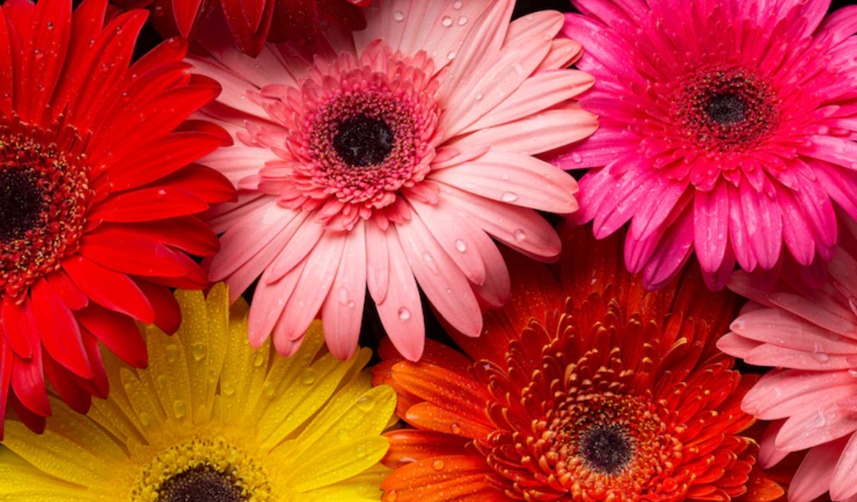 La planta es nativa de África del Sur. Imagen: Freepik La planta es nativa de África del Sur. Imagen: Freepik