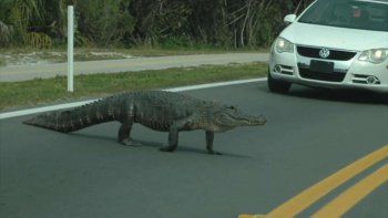 Imágenes de caimanes hambrientos que invaden las calles de Florida
