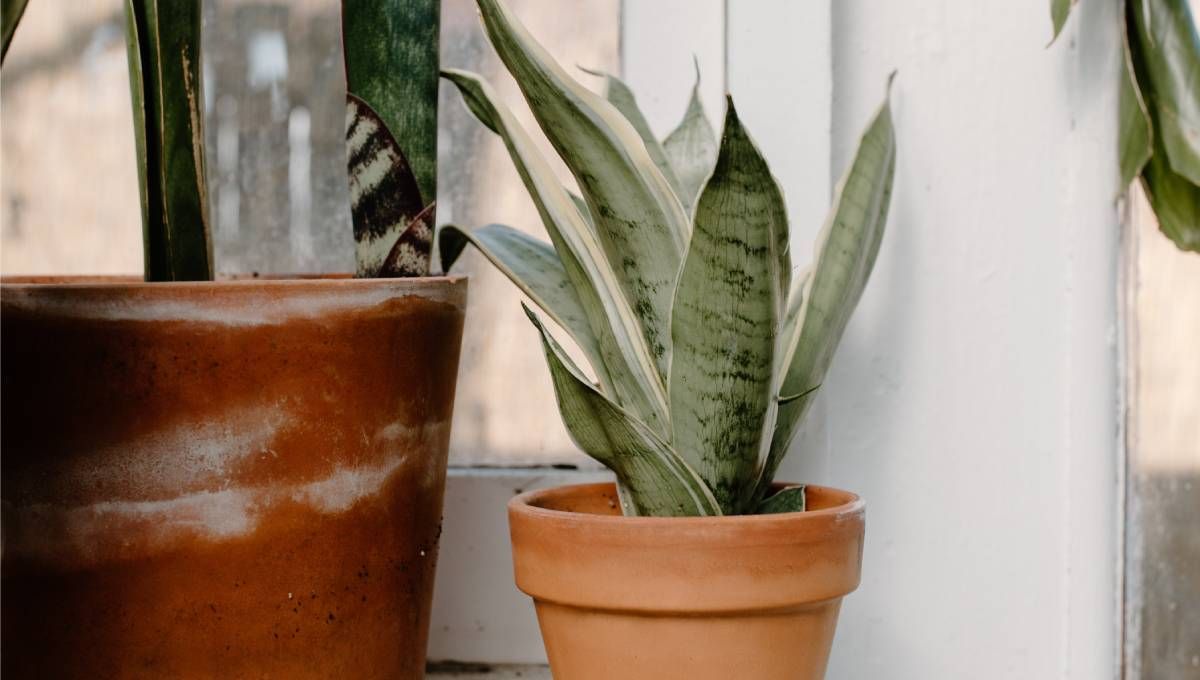 Sansevieria, abono casero para que crezca bien rápido Sansevieria, abono casero para que crezca bien rápido