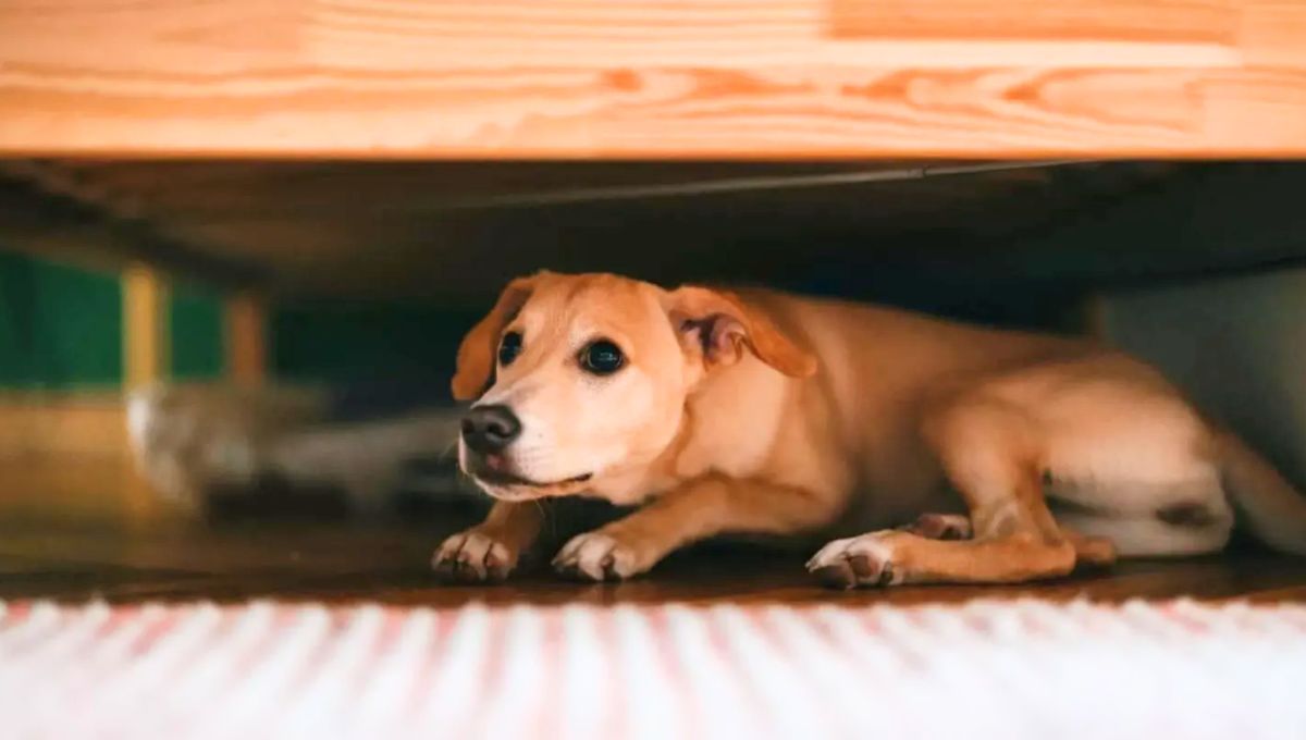 Las mascotas sufren los ruidos que causa la pirotecnia. Las mascotas sufren los ruidos que causa la pirotecnia.