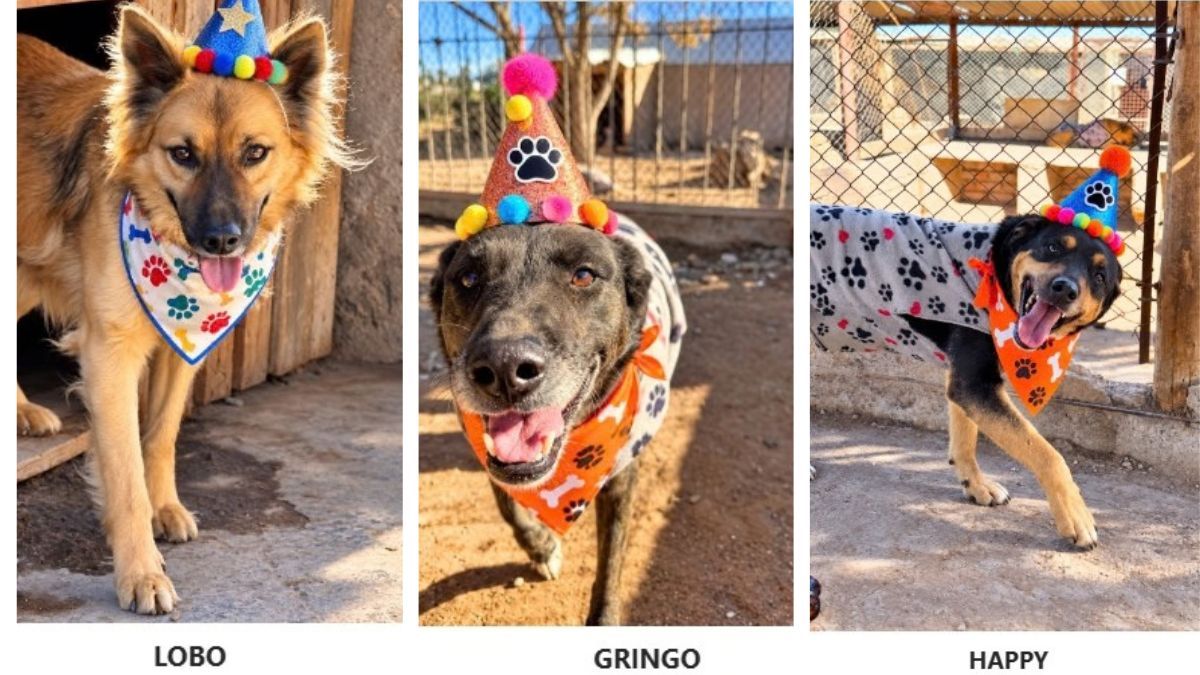 Lobo, Gringo y Happy son tres de los muchos perritos que alberga el refugio Moproa y que ahora buscan un nuevo hogar&nbsp; través de la plataforma Simba de Las Heras. Foto: gentileza Las Heras