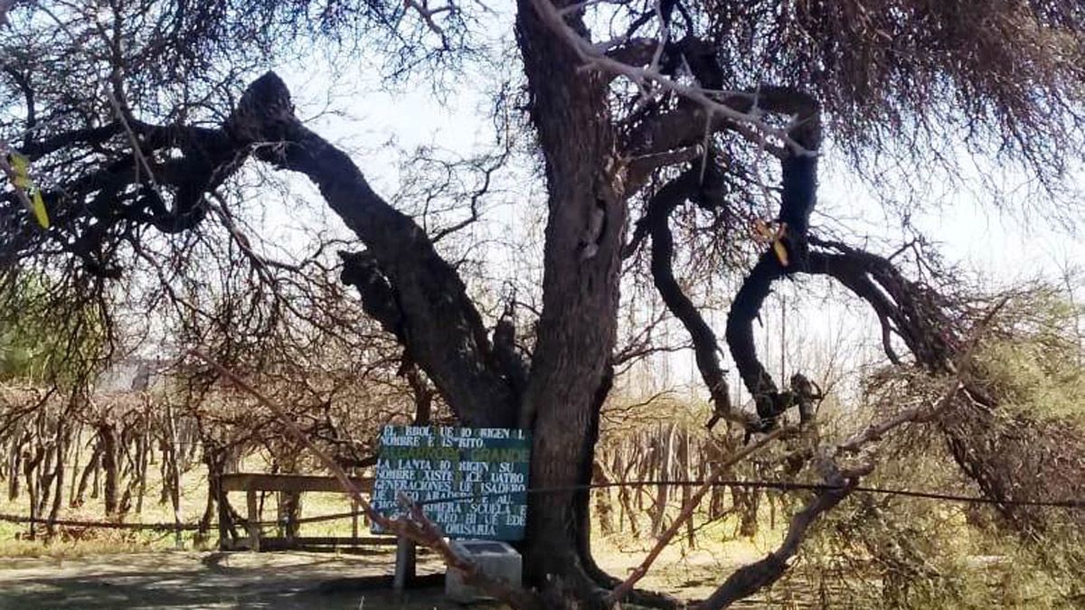 Un árbol de más de 170 años, atractivo turístico mendocino