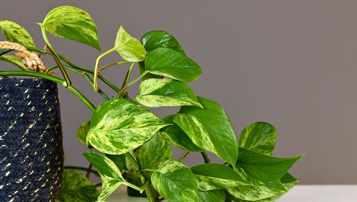 La planta de potus es una especie de crecimiento rápido que requiere pocos cuidados, abundante agua y luz solar indirecta.&nbsp;