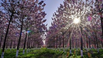 El hermoso árbol que puede reducir la temperatura más de 7 °C y crece muy rápido El hermoso árbol que puede reducir la temperatura más de 7 °C y crece muy rápido