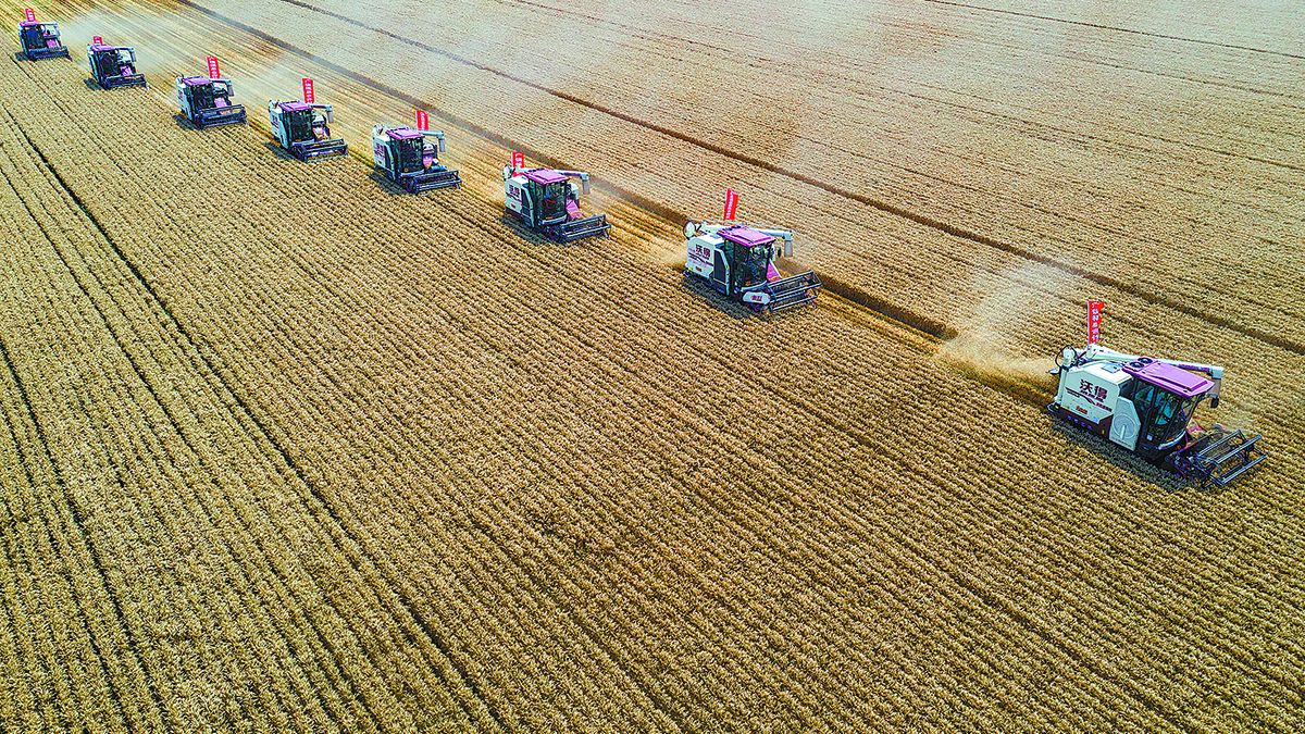Las cosechadoras recogen trigo cultivado en terrenos afectados por la sal en la ciudad de Dongying, provincia de Shandong. TIAN YU / PARA CHINA DAILY