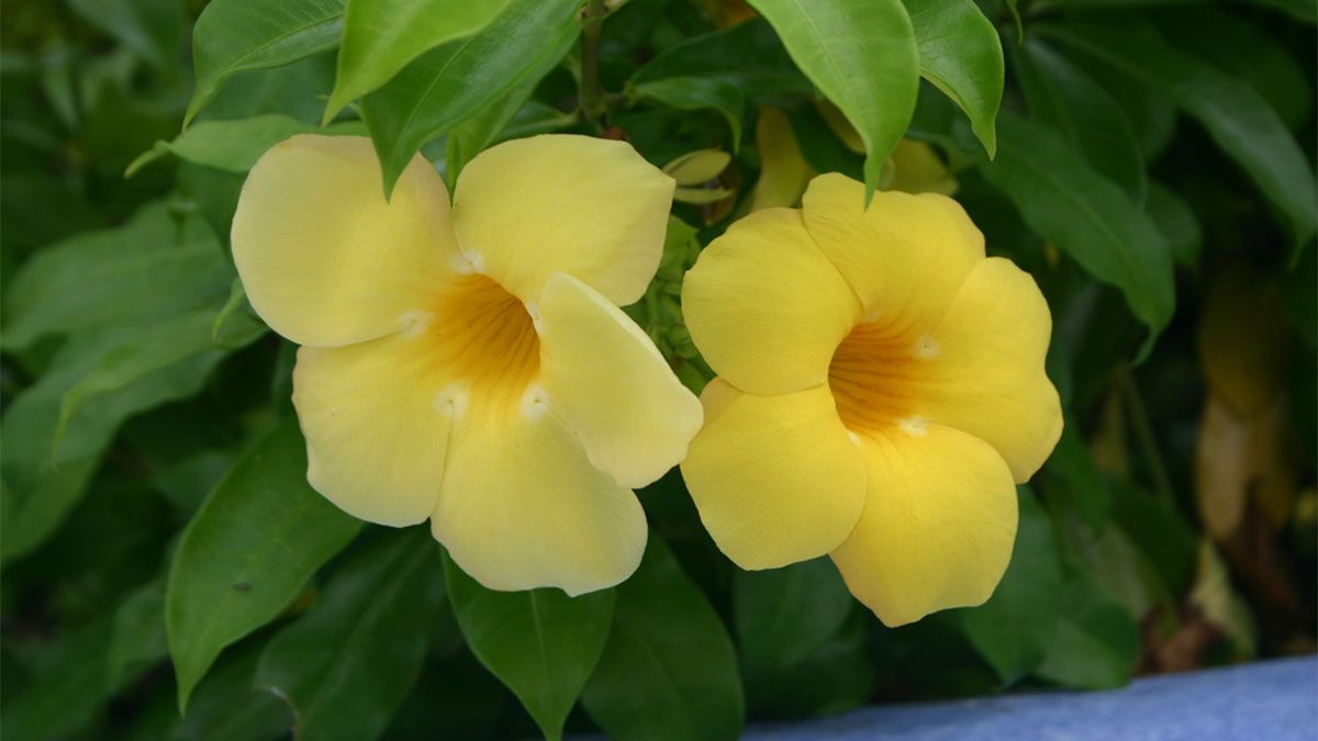 Plantas trepadoras de crecimiento rápido para decorar el jardín