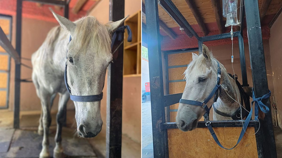 Patroclo fue rescatado en el 2025 del maltrato animal y es cuidado junto con su hermano Aragon en Pempa. Patroclo fue rescatado en el 2025 del maltrato animal y es cuidado junto con su hermano Aragon en Pempa.