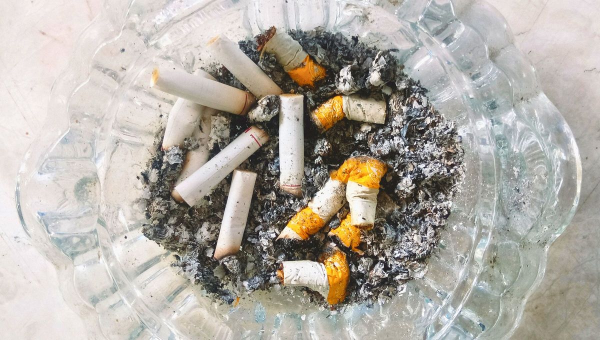 Quien tiene colillas de cigarrillo en casa, tiene un tesoro para sus plantas: por qué y para qué sirve