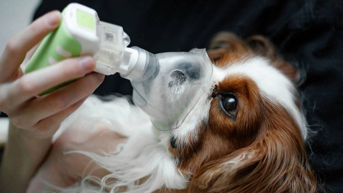 Hay algunos alimentos muy toxicos para el perro, como los hongos y chocolate.