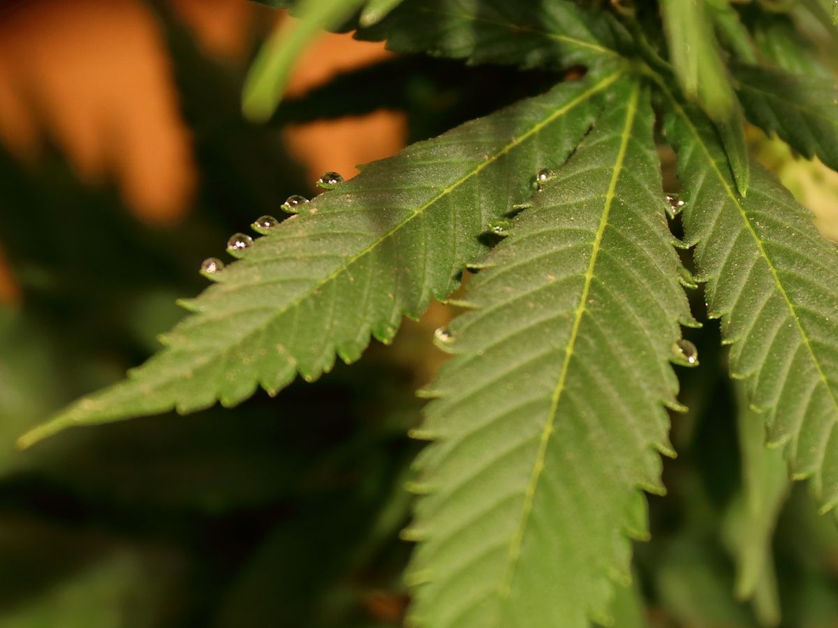 Planta llorando. Planta llorando.