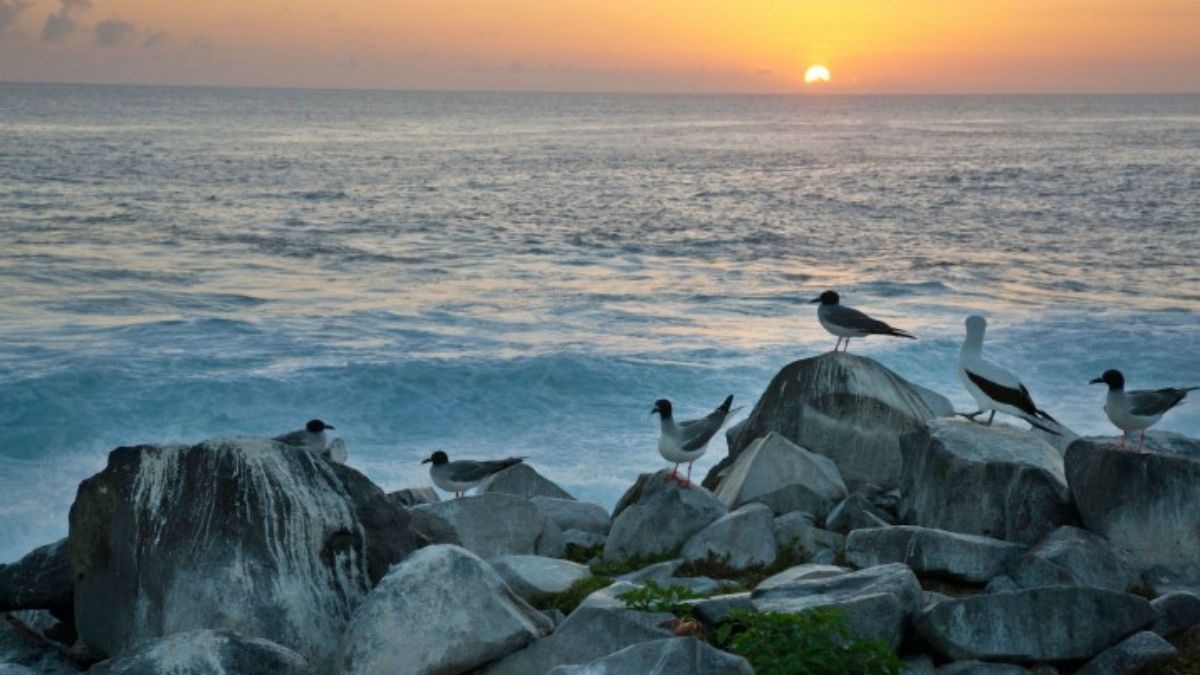 A principios de este año, Ecuador realizó el mayor canje de deuda marina hasta la fecha, convirtiendo 1.600 millones de dólares en bonos por 323 millones en obligaciones para preservar el ecosistema único de las Islas Galápagos (Imagen: Patrick J. Endres / Alamy) A principios de este año, Ecuador realizó el mayor canje de deuda marina hasta la fecha, convirtiendo 1.600 millones de dólares en bonos por 323 millones en obligaciones para preservar el ecosistema único de las Islas Galápagos (Imagen: Patrick J. Endres / Alamy)