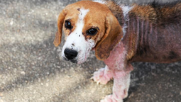 La sarna es una de las enfermedades más devastadoras en los perros&nbsp;