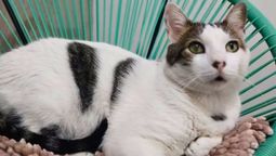 La graduación marcó su retiro oficial de la vida pública para trasladarse a un hogar permanente. La graduación marcó su retiro oficial de la vida pública para trasladarse a un hogar permanente.