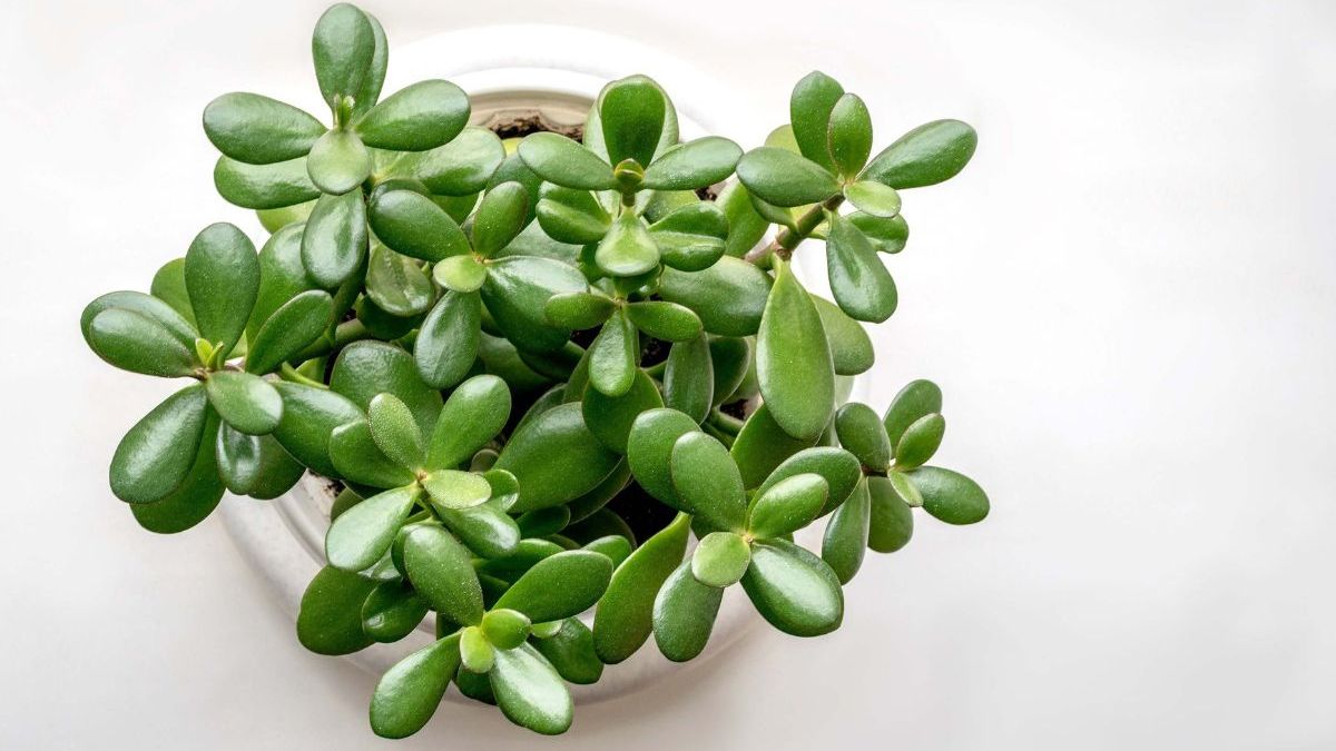 jade rainbow high