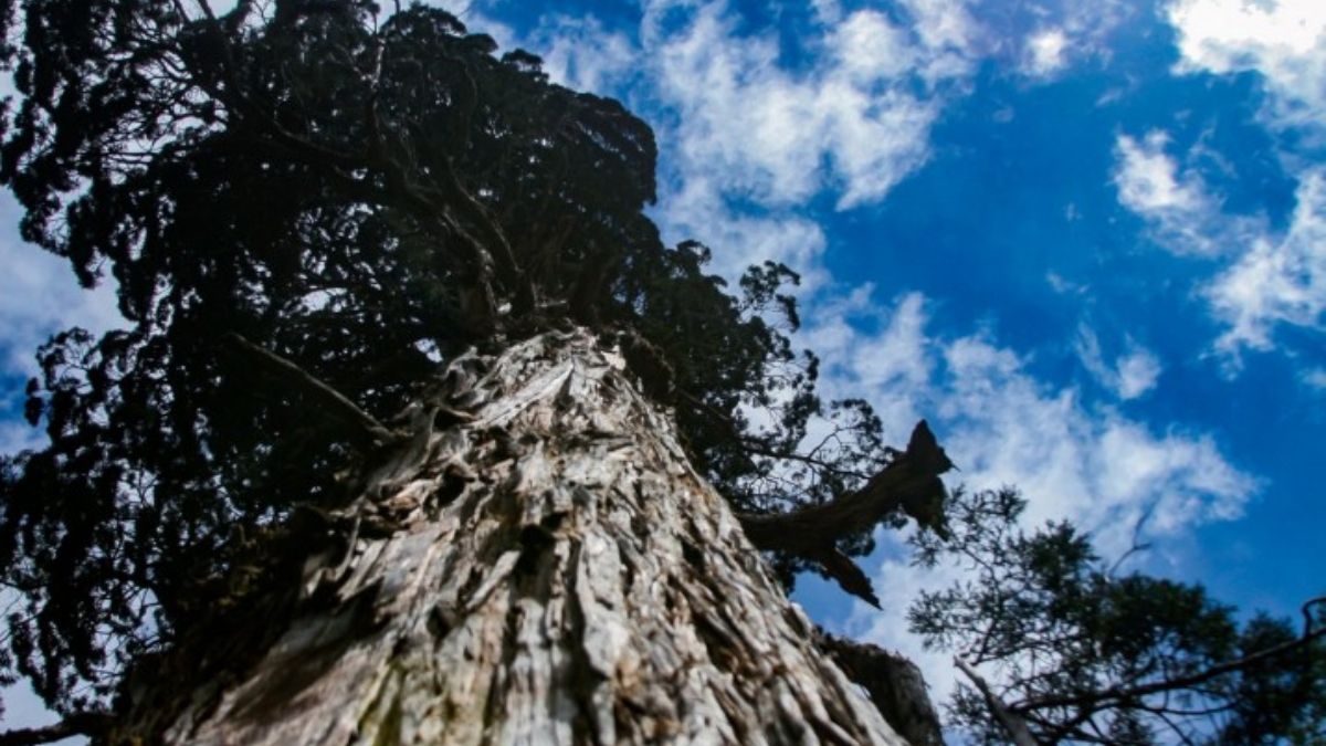 Fuente: https://www.argentina.gob.ar/parquesnacionales/losalerces Fuente: https://www.argentina.gob.ar/parquesnacionales/losalerces