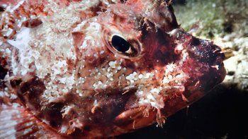 Dos nuevas especies de peces en las Galápagos