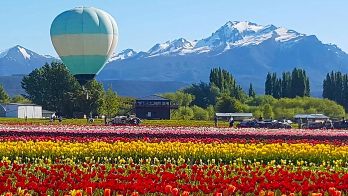 Vuelos en globo: fueron habilitados sobre el campo de tulipanes más grande de la Patagonia