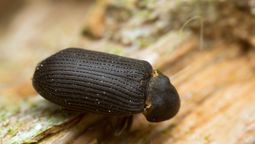 Insectos dañinos y peligrosos para el hogar