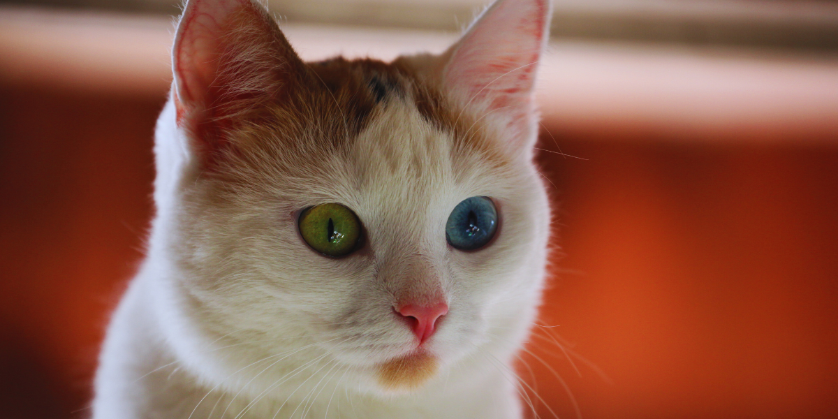 ¿Qué significa que ciertos gatos tengan un ojo de distinto color y por