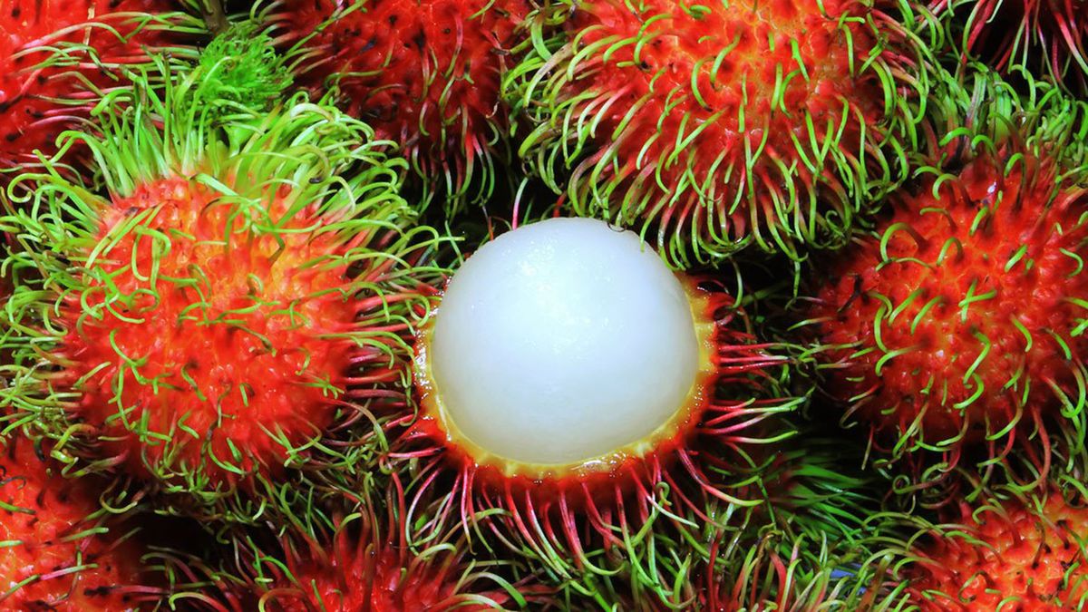 El desconocido árbol tropical que es ideal para deportistas y aporta múltiples beneficios para la salud El desconocido árbol tropical que es ideal para deportistas y aporta múltiples beneficios para la salud