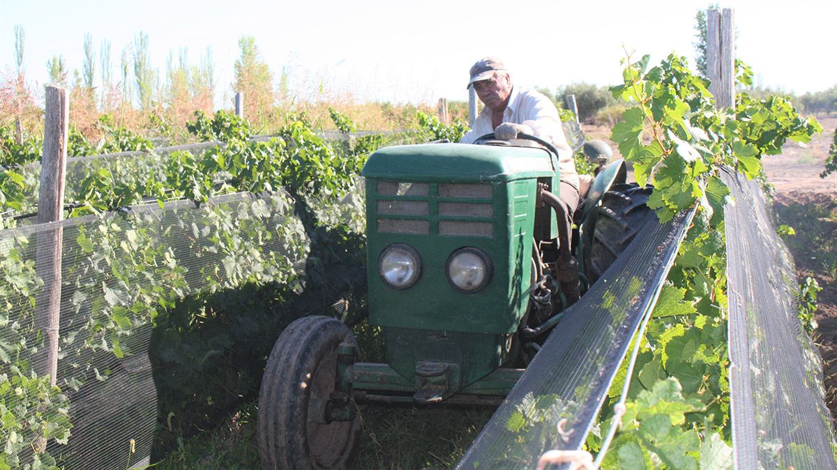 Con 10.600 potenciales cosechadores en el Reinventa, los productores que están levantando la cosecha han elegido a los obreros experimentados de su zona. Algunas empresas trajeron cuadrillas de Tucumán y Salta