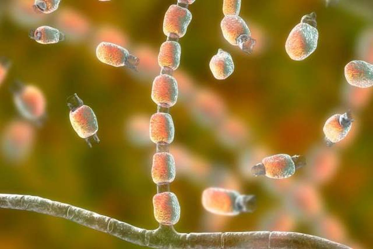 La enfermedad se produce por las esporas de un hongo, que actualmente tiene las características perfectas para proliferar. La enfermedad se produce por las esporas de un hongo, que actualmente tiene las características perfectas para proliferar.