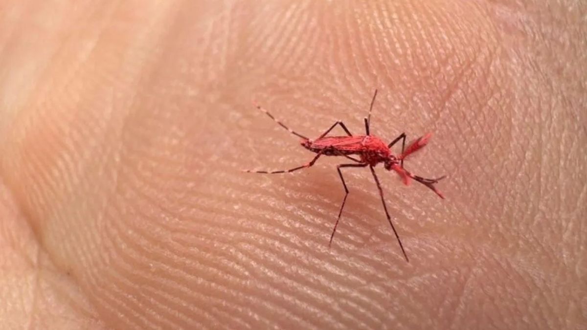 Si lo ve, no lo mate. El Aedes color rojo intenso identifica a los machos esterilizados para el control del dengue Si lo ve, no lo mate. El Aedes color rojo intenso identifica a los machos esterilizados para el control del dengue