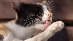 La lengua de los gatos es extremadamente ásoera.