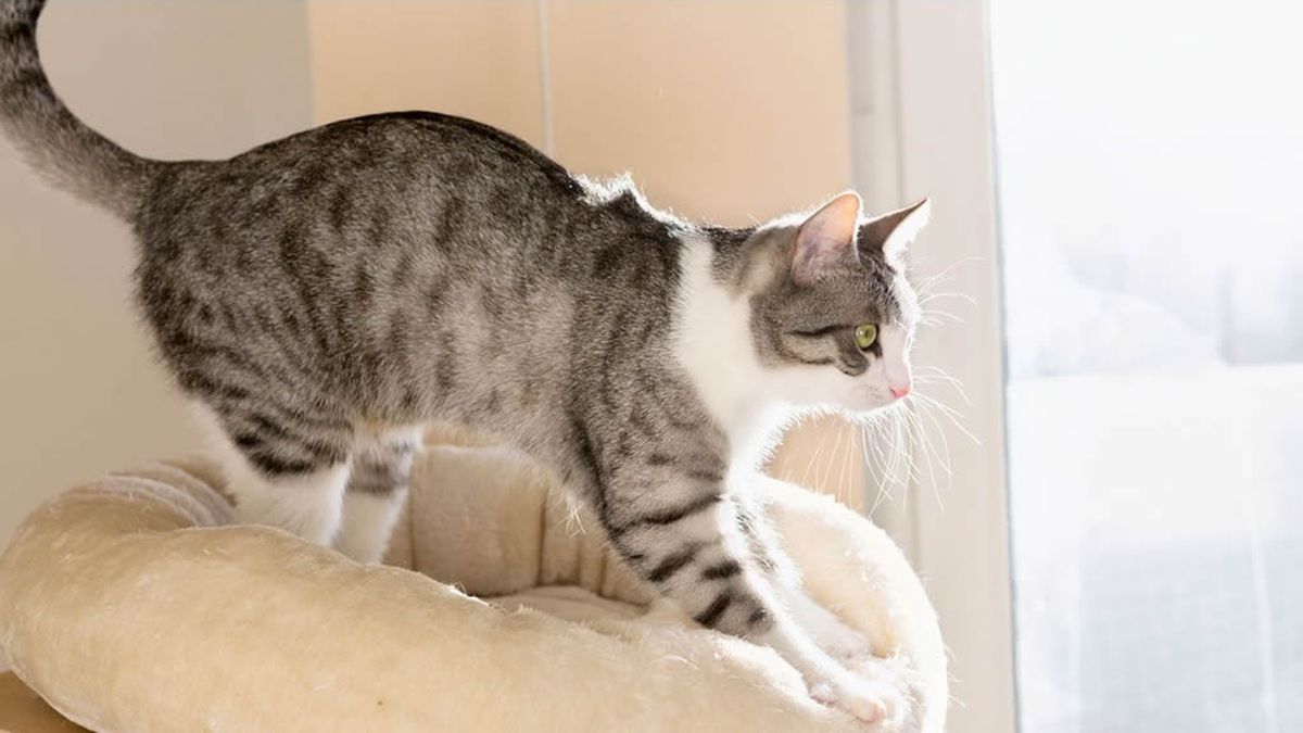 El gesto de tu gato tiene sus raíces en la lactancia. El gesto de tu gato tiene sus raíces en la lactancia. 