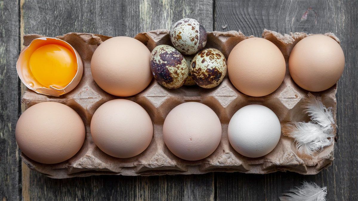 El huevo de gallina y el huevo de codorniz tienen altísimos valores nutricionales, pero uno le gana la pulseada al otro.