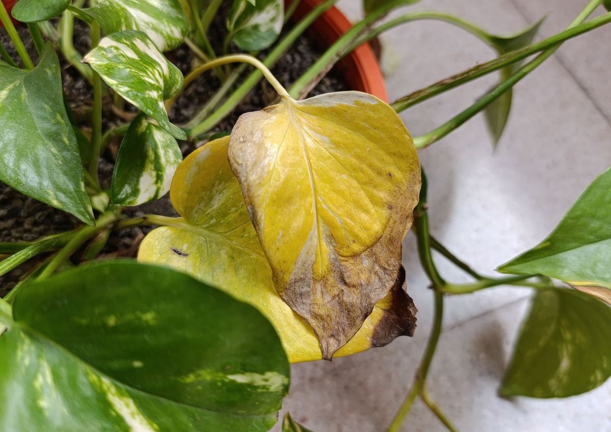 ¿Mi planta de potus está en riesgo?