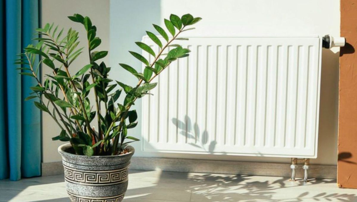 Cuidado con poner las plantas cerca de la calefacción.&nbsp;