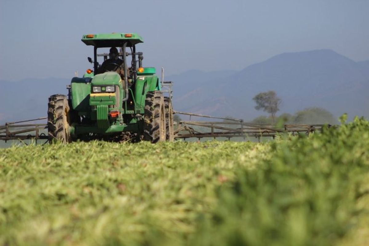 San Martín insta a los productores a contratar el seguro agrícola ante la llegada del Súper Niño