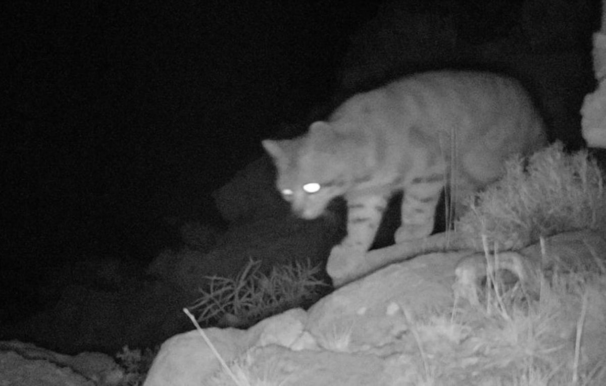 Algunos lo catalogan como "fantasmal". El gato andino ha vuelto a aparecer en tiempos recientes. Algunos lo catalogan como "fantasmal". El gato andino ha vuelto a aparecer en tiempos recientes. 