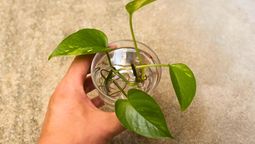 Los errores comunes que evitan el crecimiento de tu potus. Los errores comunes que evitan el crecimiento de tu potus.