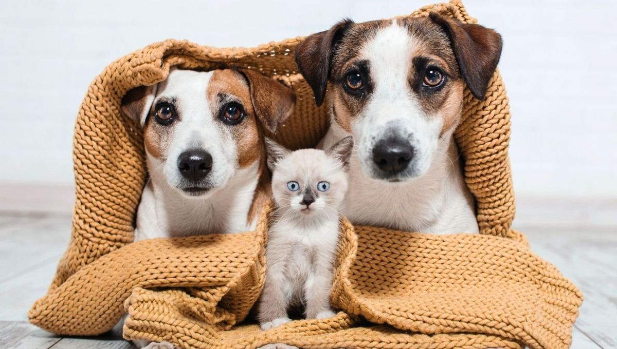 Una hipotermia grave puede incluso causar la muerte de tu mascota