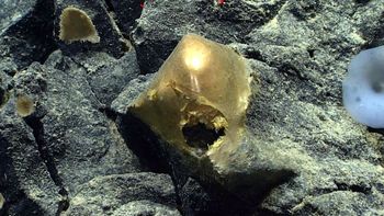 Tras dos años de su descubrimiento, revela la identidad del misterioso objeto dorado hallado en las profundidades del océano Tras dos años de su descubrimiento, revela la identidad del misterioso objeto dorado hallado en las profundidades del océano