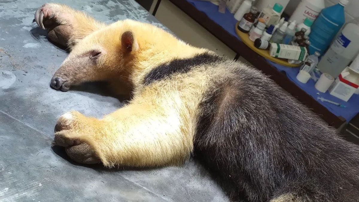 El oso melero fue encontrado en la tarde del domingo en un puesto en Las Catitas, Santa Rosa.