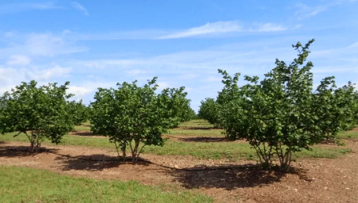 De Europa al mundo: Cómo el árbol de la avellana se convirtió en un referente de los frutos secos De Europa al mundo: Cómo el árbol de la avellana se convirtió en un referente de los frutos secos 