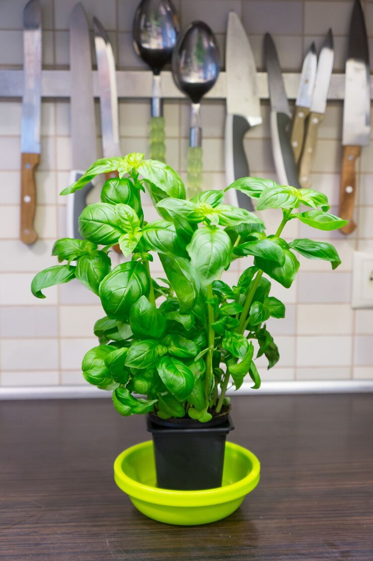 Cómo cultivar albahaca en casa y que crezca en poco tiempo